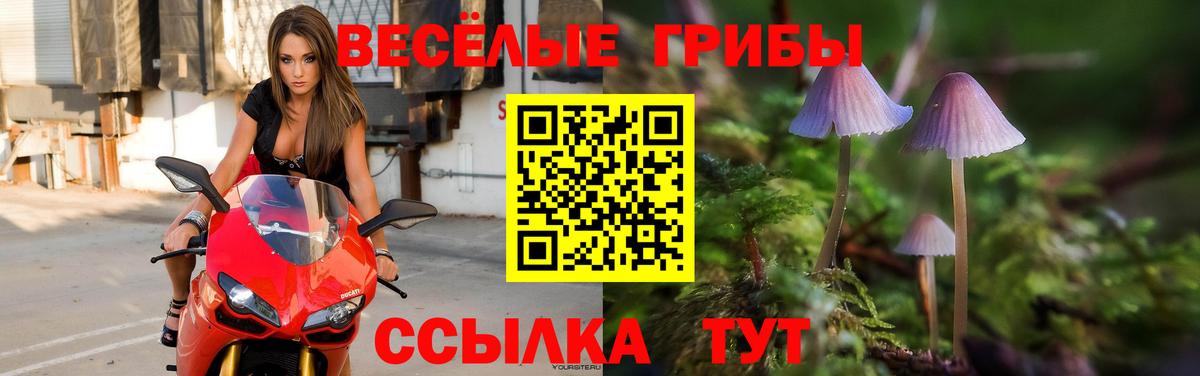 Псилоцибиновые грибы Psilocybine cubensis Славгород